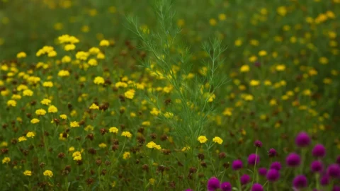 Chás feitos com ervas orgânicas do Espírito Santo ganham ouro em concurso internacional em Paris