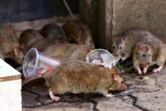 Guerra sem fim contra ratos em Nova York ganha reforço tecnológico com máquina exterminadora