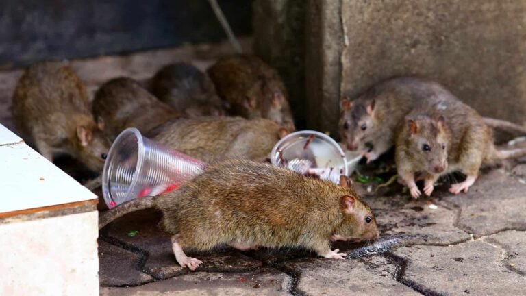 Guerra sem fim contra ratos em Nova York ganha reforço tecnológico com máquina exterminadora