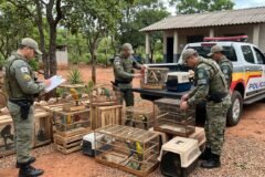 Operação da Polícia Militar em Vespasiano na grande BH resulta na apreensão de 140 animais silvestres e exóticos